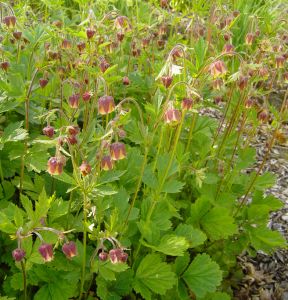 Bach-Nelkenwurz (Geum rivale) "Bio"