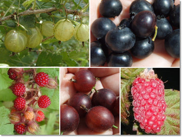 Beeren-Mix – 5er Set