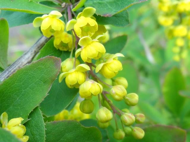 Berberitze (Berberis vulgaris)