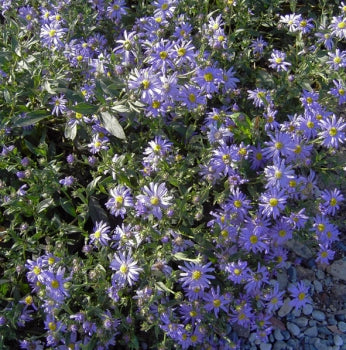 Berg-Aster, Kalk-Aster (Aster amellus)