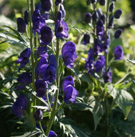 Berg-Eisenhut (Aconitum napellus) 3