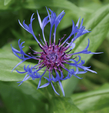 Berg-Flockenblume (Centaurea montana) 
