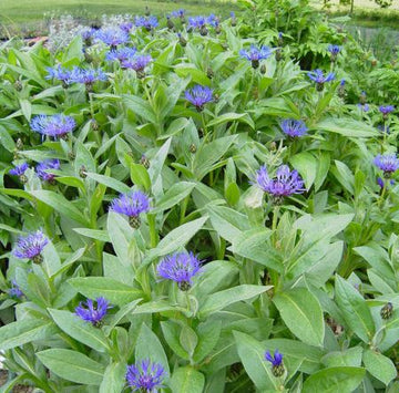 Berg-Flockenblume (Centaurea montana) 