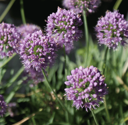 Berg-Lauch (Allium senescens ssp. montanum)