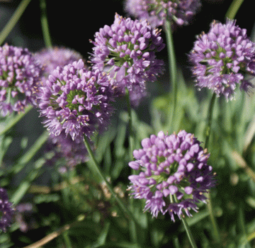 Berg-Lauch (Allium senescens ssp. montanum) 
