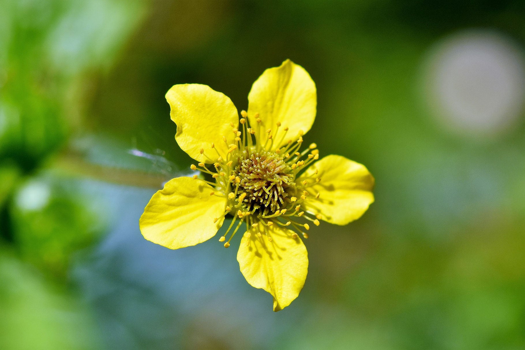 Berg Nelkenwurz Geum montanum 