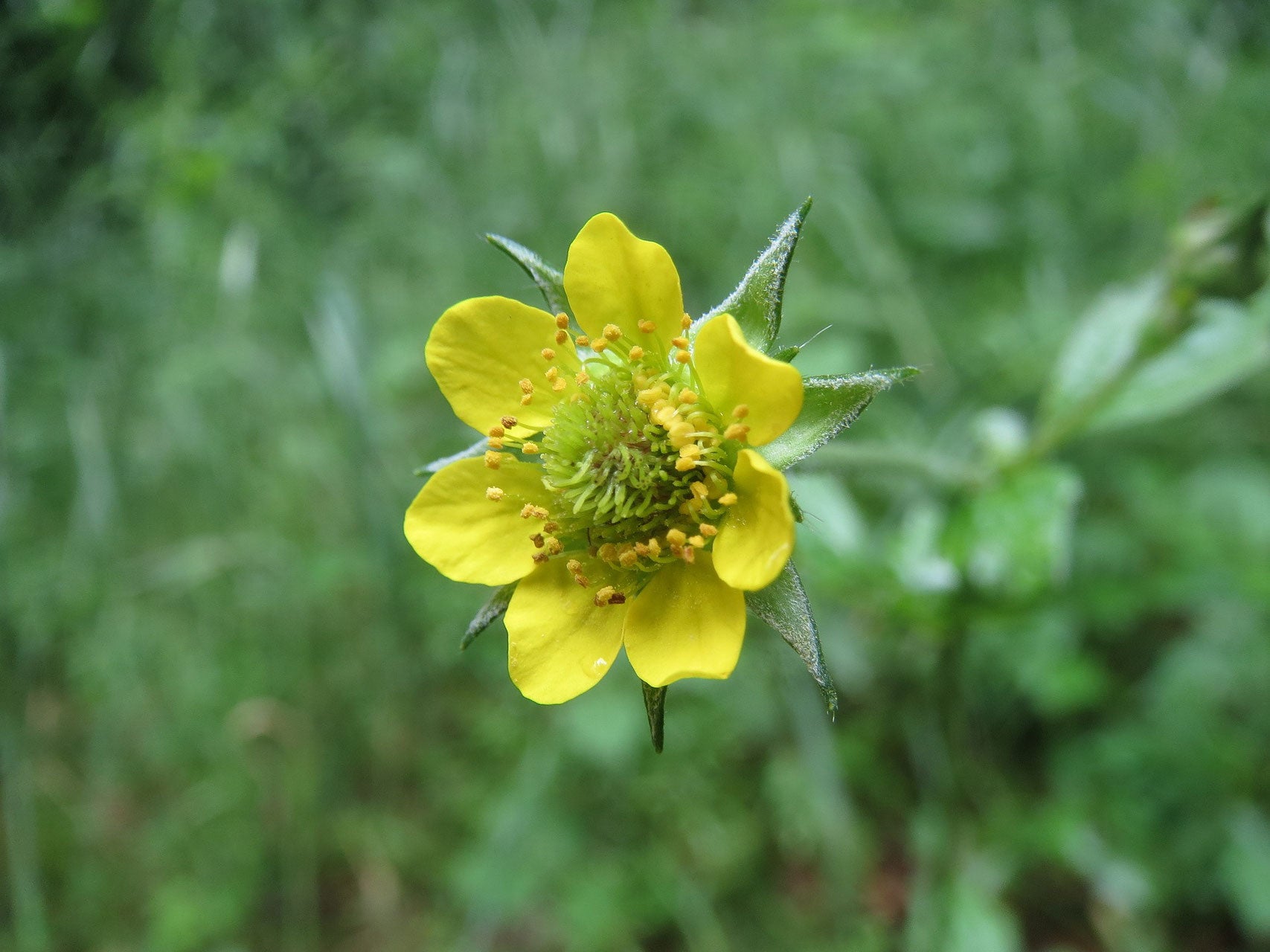Berg Nelkenwurz Geum montanum  2