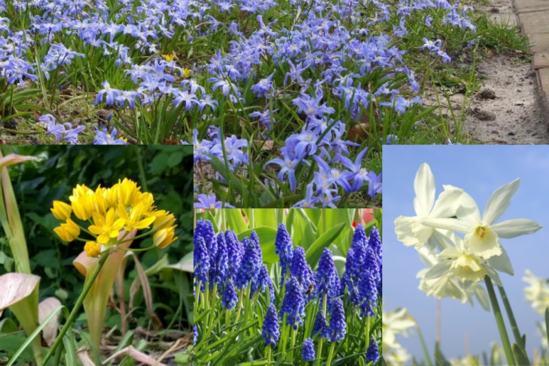 Bienenbankett Süße Wiese