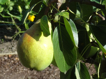 Birne "Clapps Liebling"