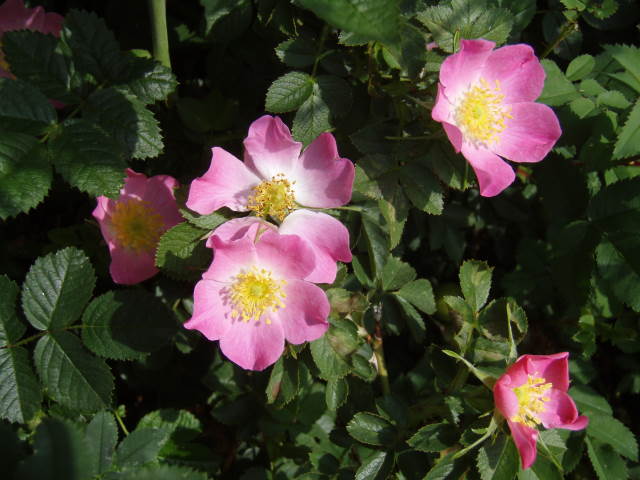 Wildrosen fr naturnahe Grten | Duftend & Pflegeleicht