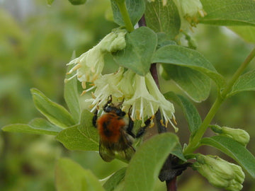 Blaue Heckenkirsche (Lonicera caerulea)