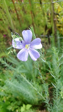 Blauer Staudenlein (Linum perenne)