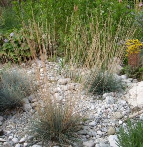 Blauschwingel (Festuca cinerea)