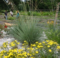 Blaustrahlhafer "Saphirsprudel" (Helictotrichon sempervirens) "Bio"