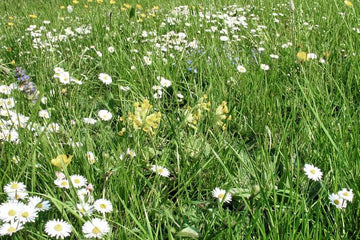 Blumen-, Kräuter-, Klimarasen (100g)