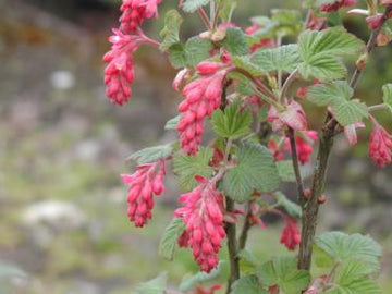 Blut-Johannisbeere "Atrorubens" (Ribes sanguineum)