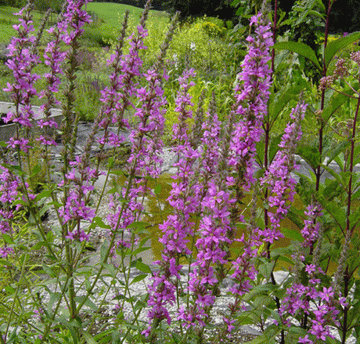 Blut-Weiderich (Lythrum salicaria) 