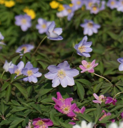 Buschwindröschen "Allenii" (Anemone nemorosa)