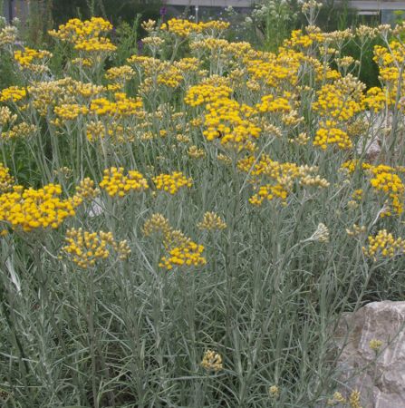 Currykraut (Helichrysum italicum)