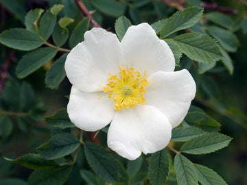 Dornenlose Rose (Rosa corymbifera)