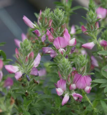 Dorniger Hauhechel (Ononis spinosa) 