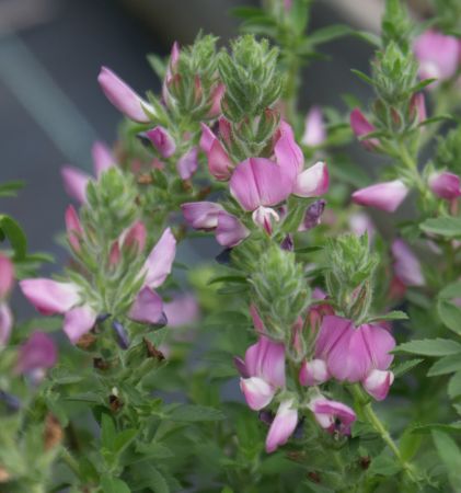 Dornige Hauhechel (Ononis spinosa)