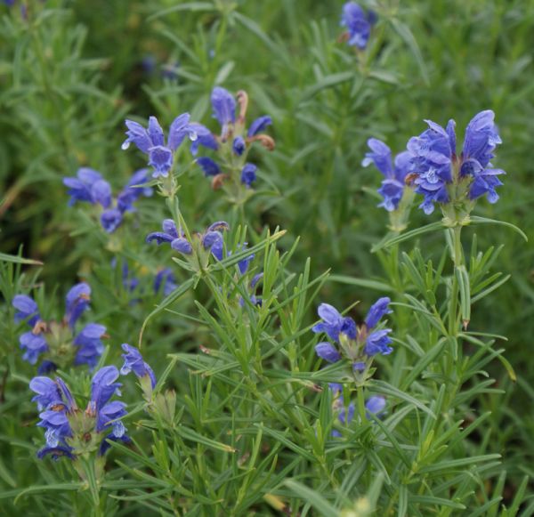 Drachenkopf (Dracocephalum ruyschiana) 