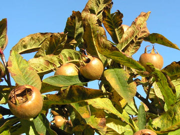 Echte Mispel (Mespilus germanica)