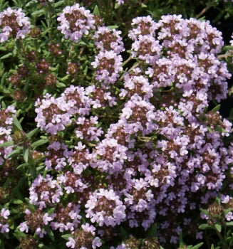 Echter Thymian "Duftkissen" (Thymus vulgaris)