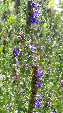 Echter Ysop (Hyssopus officinalis)