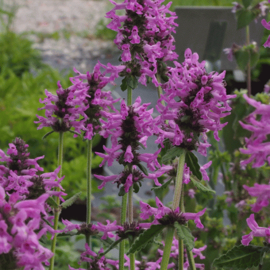 Echter Ziest, Heil-Ziest (Betonica officinalis) "Bio"