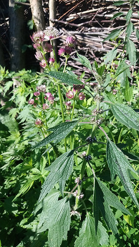 Echtes Herzgespann (Leonurus cardiaca)