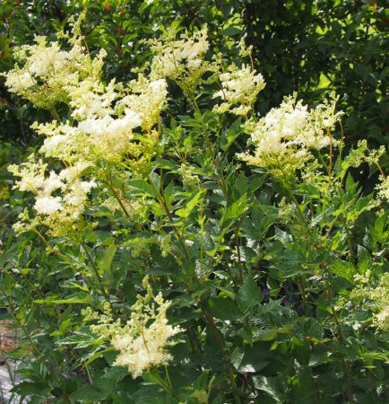 Echtes Mädesüß (Filipendula ulmaria) "Bio"