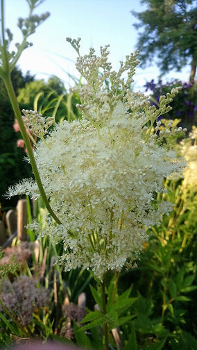 Echtes Mädesüß (Filipendula ulmaria)