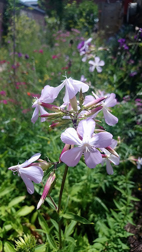 Echtes Seifenkraut (Saponaria officinalis)