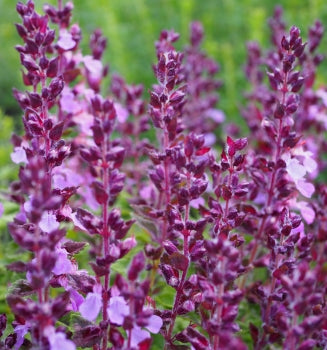 Edel-Gamander (Teucrium chamaedrys)