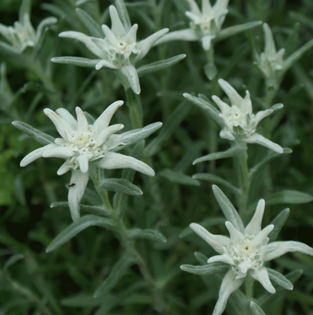 Edelweiß "Mont Blanc" (Leontopodium alpinum)