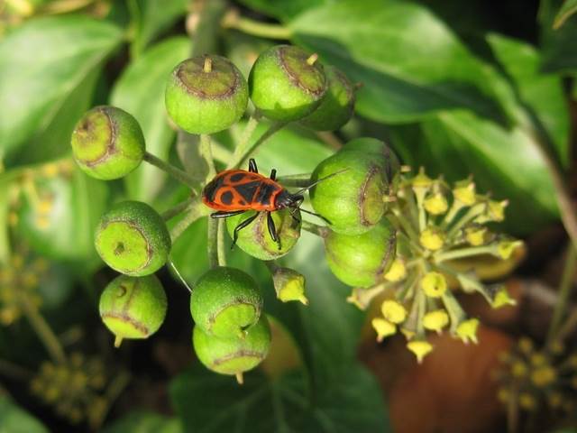 Efeu (Hedera helix)