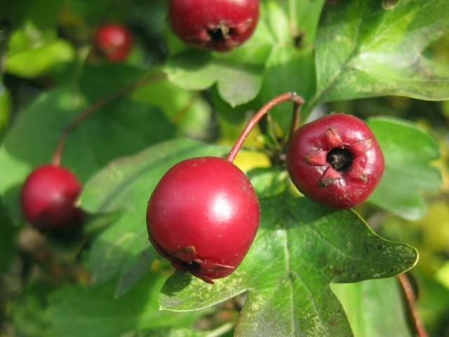 Eingriffeliger Weißdorn (Crataegus monogyna)