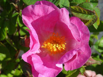 Essig-Hunds-Rose (Rosa aunieri)