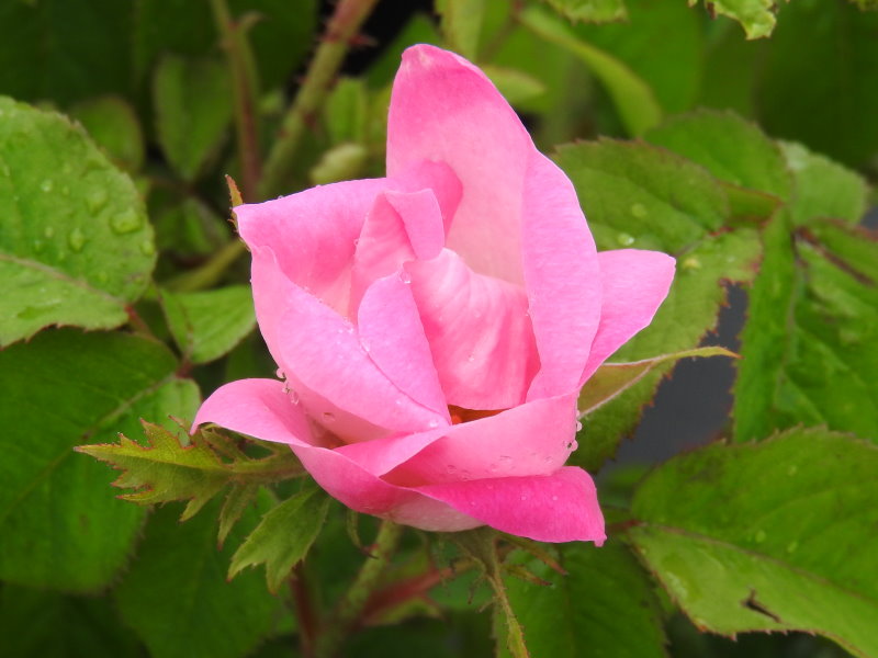 Essigrose (Rosa gallica)