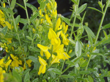 Färberginster "Royal Gold" (Genista tinctoria)