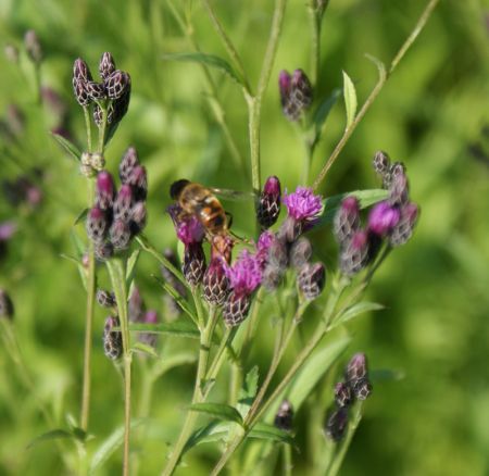 Färberscharte (Serratula tinctoria) "Bio"