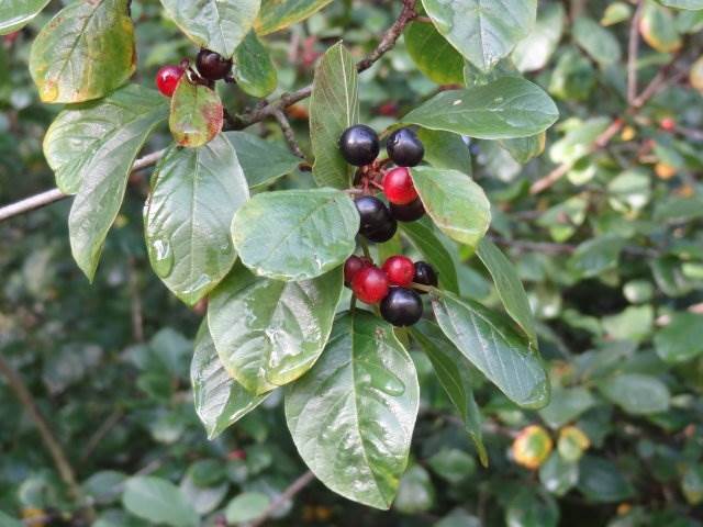 Faulbaum (Rhamnus frangula)