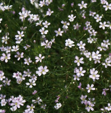 Felsennelke (Petrorhagia saxifraga, Tunica saxifraga) 