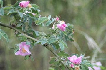 Filzrose (Rosa tomentosa)