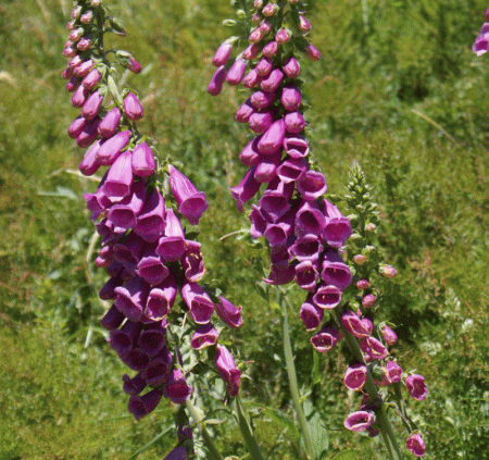 Fingerhut (Digitalis purpurea)