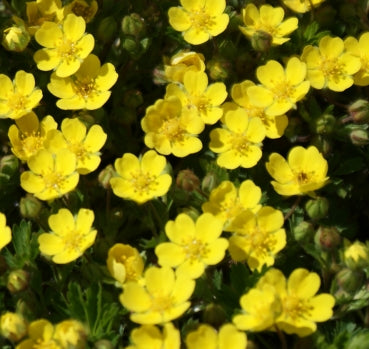 Fingerkraut (Potentilla verna)