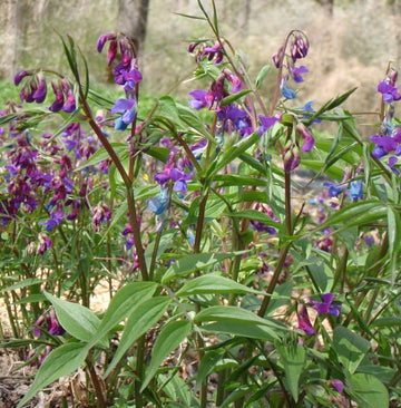 Frühlings-Platterbse (Lathyrus vernus) 