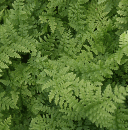 Frauen-Farn (Athyrium filix-femina) "Bio"